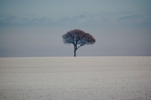 lone tree